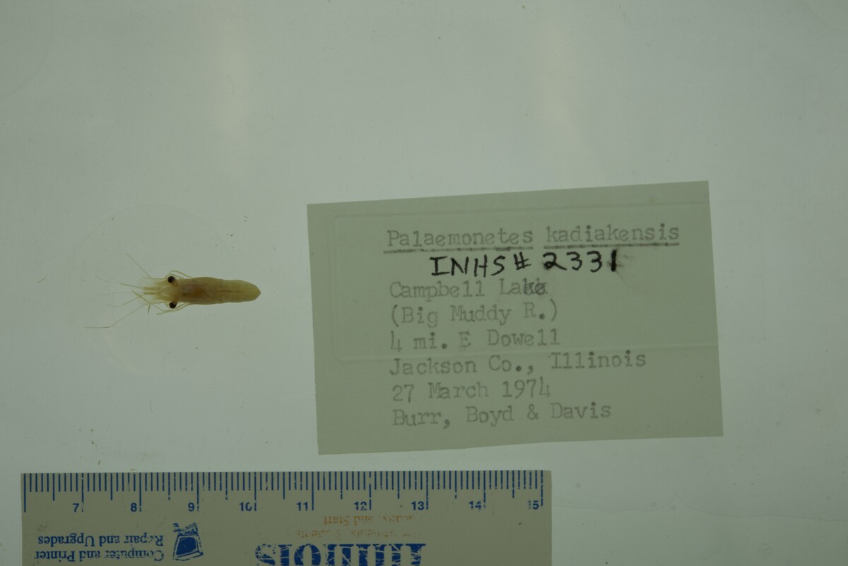 Palaemonetes image